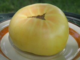 Vincent&#39;s White - J&amp;L Garden&#39;s exclusive white tomato - $4.50
