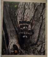 Adorable and cute baby raccoons 16x20 unframed photo - $38.00