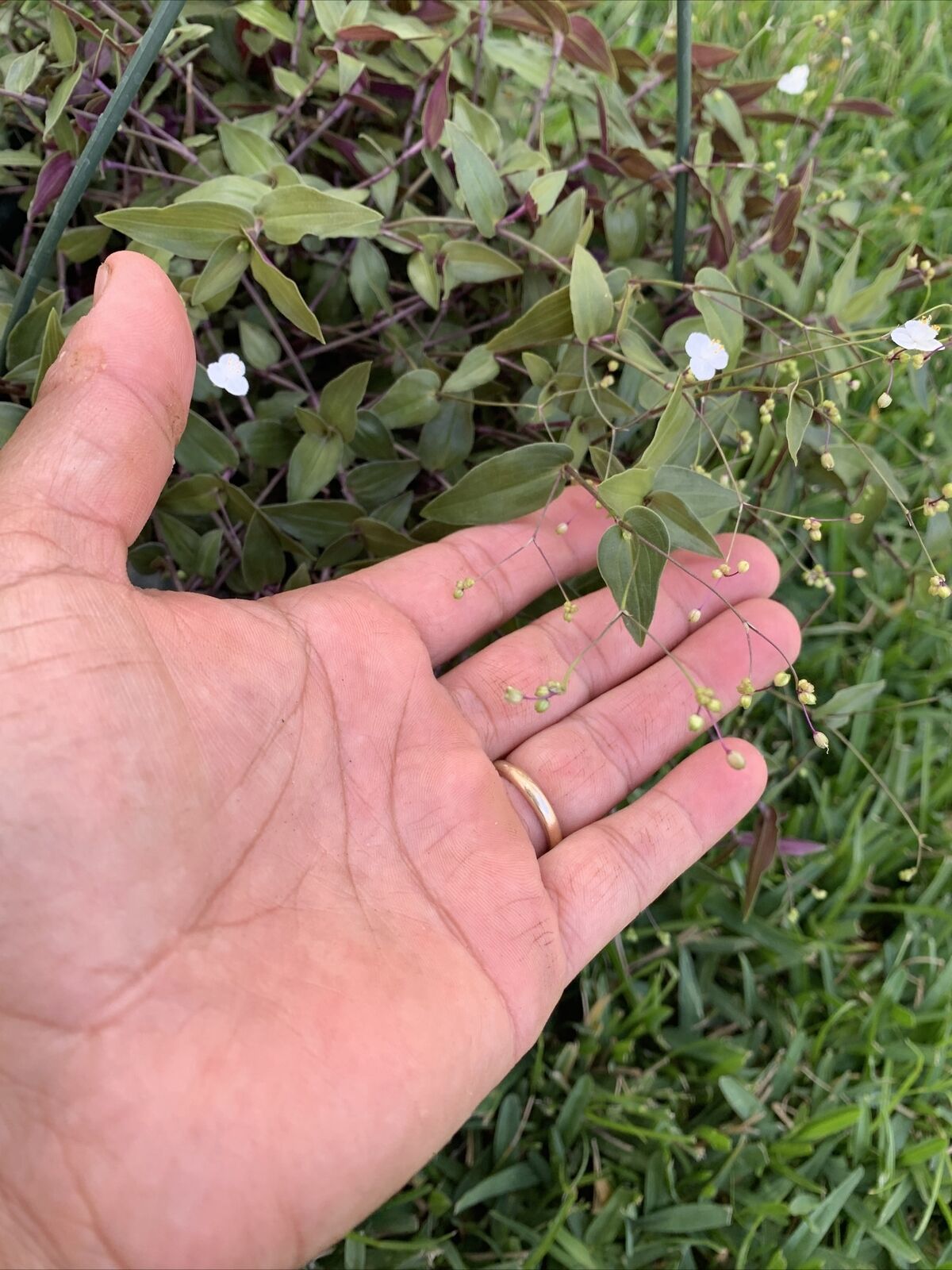 FREE SHIPPING 10 CUTTINGS WANDERING JEW TAHITIAN BRIDAL VEIL LIVE PLANT Plants & Seedlings