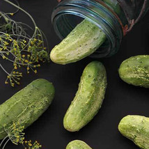 Ship From Us Organic Wisconsin SMR-58 Pickling Cucumber Seeds - 2 Oz Seeds, TM11 - $57.36
