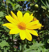 25 Pcs Yellow Torch Mexican Sunflower Seeds #MNSF - $14.00