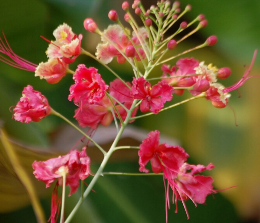 5 Pc Seeds Caesalpinia pulcherrima Pink Plant, Caesalpinia Seeds for ...