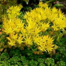 Sedum Oregon Stonecrop Succulent 100 Seeds #UDS14 - $22.17