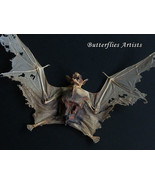 Wolf Faced Zombie Vampire Real Bat Eonycteris Spelaea Framed Taxidermy S... - $189.99
