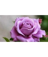 Sterling Silver Rose, 120 Seeds - $12.19