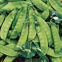Oregon Sugar Pod Ii Peas Seeds 8 Oz - 1 Lb Snow Pea Heirloom Garden Non Gmo - $9.89+