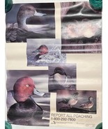Poster: Report all Poaching, ducks of Michigan, 22&quot; x 17&quot; - $14.99