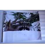 Adorable raccoon peeking above the snow 16x20 unframed photo - $38.00