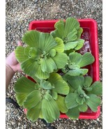 (5) Water Lettuce Floating Pond Plants Koi Algae Shade Bio Filter  Large... - $26.59