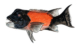 West Coast Sheepshead Fine Art Vinyl Decal Sticker for Auto Car Truck SUV Window - $6.95+