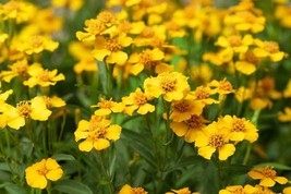 Starter Live Plant Mexican Tarragon Tagetes lucida Anise - $20.50