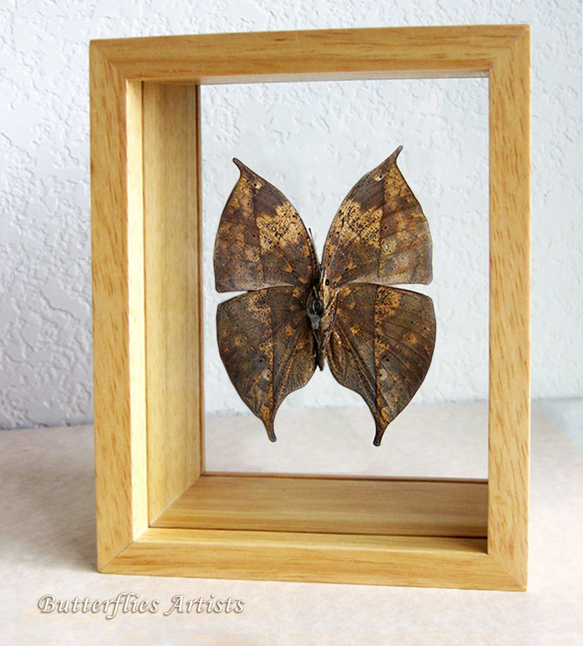 Primary image for Kallima Inachus Dead Leaf Mimic Real Butterfly Entomology Double Glass Display