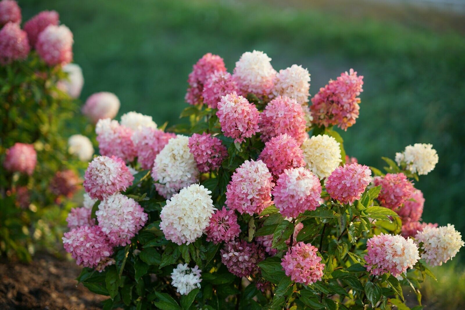 Hydrangea Starter Plant ZINFIN DOLL WHITE, PINK & RED ALL AT ONCE