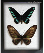 Palawan Birdwing Butterfly Trogonoptera Trojana Pair RARE Entomology Sha... - $217.99