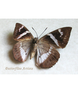 Giant Butterfly-Moth Castniomera Castnia Atymnius Framed Entomology Shad... - $112.99