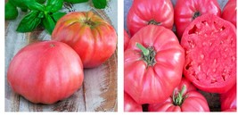 Pink Brandywine Tomato Seeds | Outdoor Living | FREE SHIPPING - $17.99+
