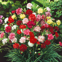 150 Carnation Seeds Grenadin Mix Seeds - Yard, Garden & Outdoor Living - $52.99