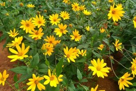 6 Sunchoke Tubers/Plants Fuseau Helianthus tuberosa Sunroot Jerusalem Artichoke - $32.99