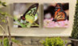 Butterfly Canvas Prints Framed Set of 2 Indoor Outdoor UV Protection 12" x 12"