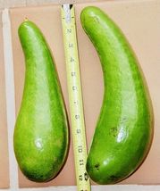 FROM US LIVE FRUIT TREE 12&quot;-24&quot; GRAFTED AVOCADO WILSON POPENOE LONG NECK... - $125.98
