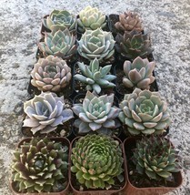 Assorted Rooted Premium Rosette Succulents in 2" Planter Pots with Soil (Pack