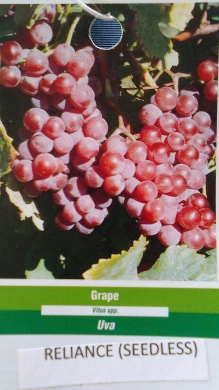 Reliance Seedless Grape 4-6 Feet Vine Plants Vines Plant Grapes ...