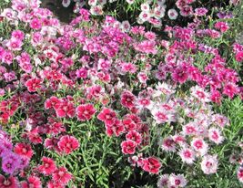 500+ Seeds SWEET WILLIAM MIX Wildflower Perennial Groundcover P.Shade/Fu... - $16.50