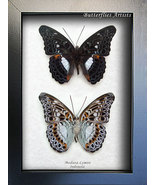 Commanders Lavender Moduza Lymire Butterflies Set Framed Entomology Shad... - $89.99