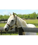 COLOR PHOTO  Fan Favorite - SILVER CHARM  at OLD FRIENDS  headshot at fence - $8.00+