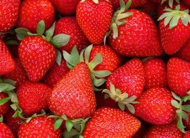 10 Quinalt Everbearing Strawberry Live Plant Bare Root Non GMO - $28.90