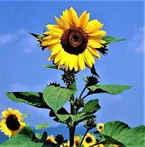 Sunflower, Mammoth Grey Stripe 200 Seeds Newly Harvested, 8-12 Foot Tall - $5.99