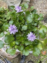 (6) Water Hyacinth Koi Pond Floating Plants Rid Algae LARGE Jumbo Purple  6” - $31.67