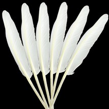 Rooster Coque Tails White - 15 - 18 - 25pcs