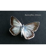 Real Chalk-hill Blue Butterfly Polyommatus Coridon Framed Entomology Sha... - $49.99
