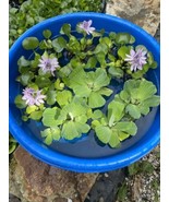 (8) MIX Water Hyacinth &amp; Lettuce Koi Pond Floating Plants Algae LARGE Pu... - $42.00