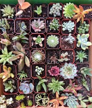 20, 30 or 40 Varieties 2 inch Assorted Exotic Succulent Collection Plant image 1