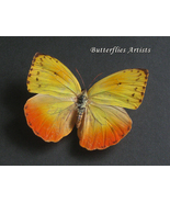 Orange Barred Sulphur Phoebis Philea Female Butterfly Framed Entomology ... - $64.99