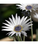 75 Organic Non GMO  African Pearl Daisy Flower Seeds - $8.95