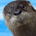 Otter's profile picture