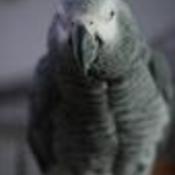 Oceanchick99's profile picture