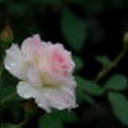 bonanzle4me's profile picture