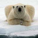 polarbear5675's profile picture