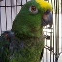MuttsAttic's profile picture
