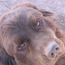 crimsonmutt's profile picture