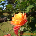 mmc223's profile picture