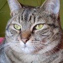 antiquepiq's profile picture