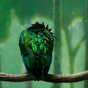BirdWatcher's profile picture