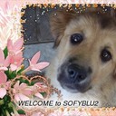 sofyblu2's profile picture