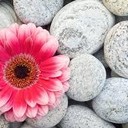 MeAndMySweetPeas's profile picture