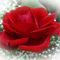 A-Rose-Designs's profile picture